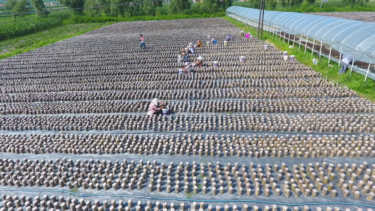 C:/Users/Administrator/AppData/Local/Temp/picturecompress_20210513094849/output_1.pngoutput_1